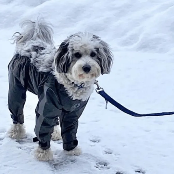 FouFouDog Bodyguard Dog Pants